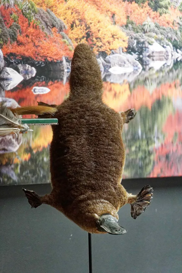 Platypus