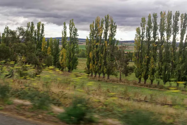 Poplar trees (1)