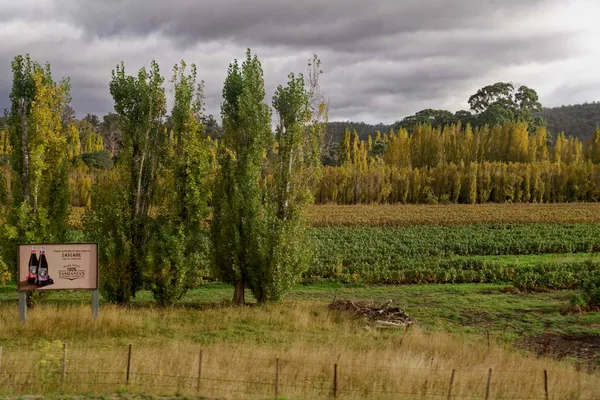 Poplar trees (2)