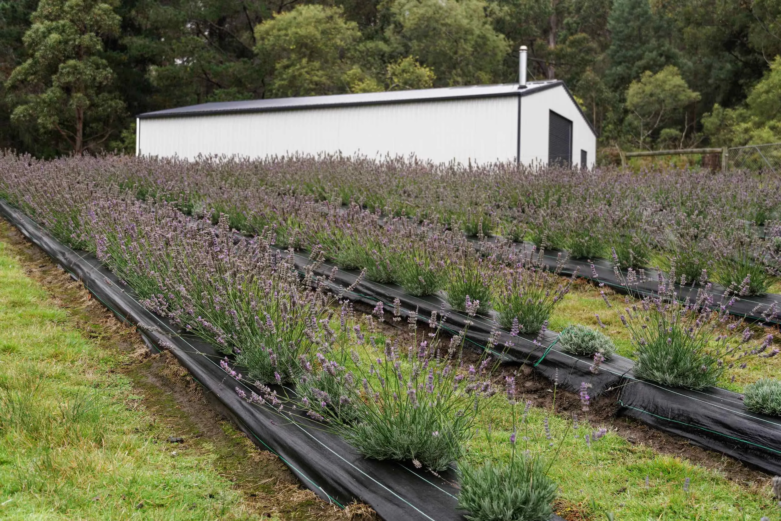 Day 3: Port Arthur Lavender Farm