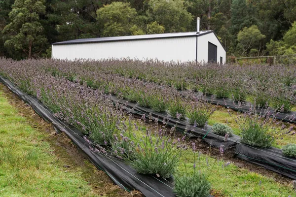 Port Arthur Lavender Farm (10)