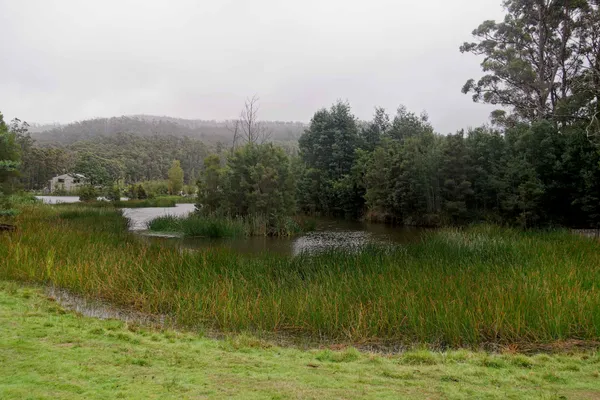 Port Arthur Lavender Farm (11)