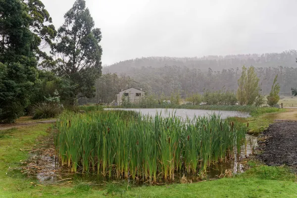 Port Arthur Lavender Farm (13)