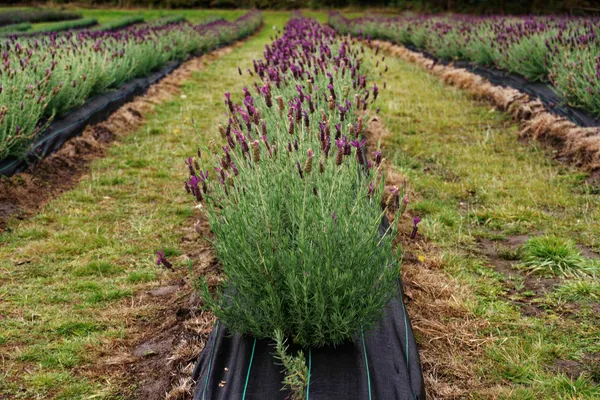 Port Arthur Lavender Farm (16)