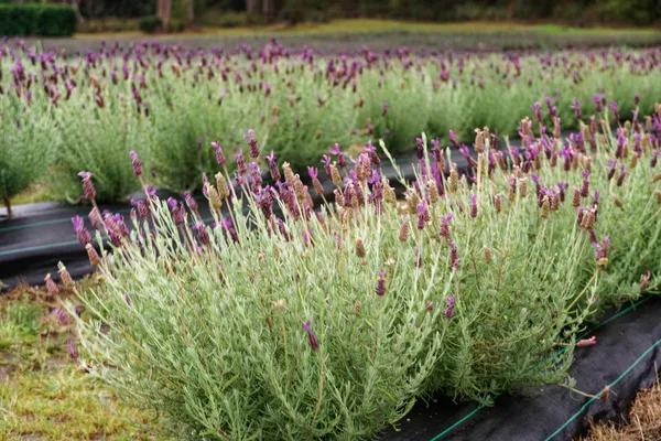 Port Arthur Lavender Farm (17)