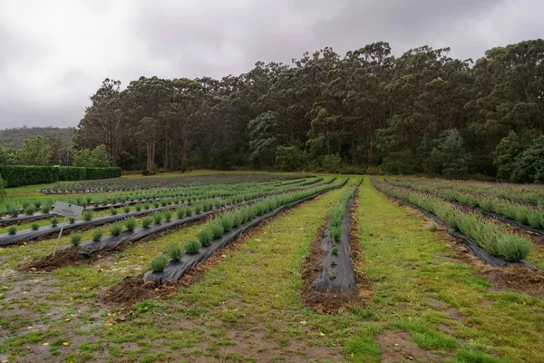 Port Arthur Lavender Farm (18)