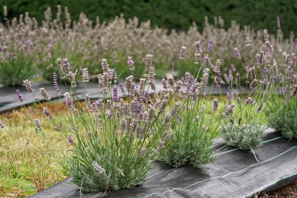 Port Arthur Lavender Farm (2)