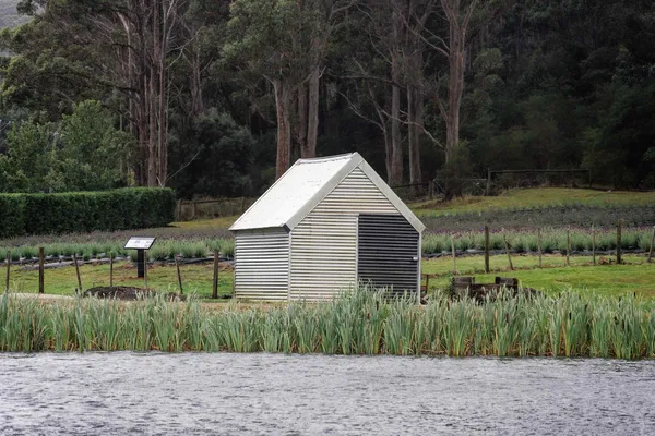 Port Arthur Lavender Farm (3)