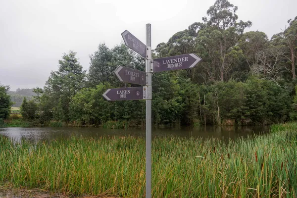 Port Arthur Lavender Farm (7)