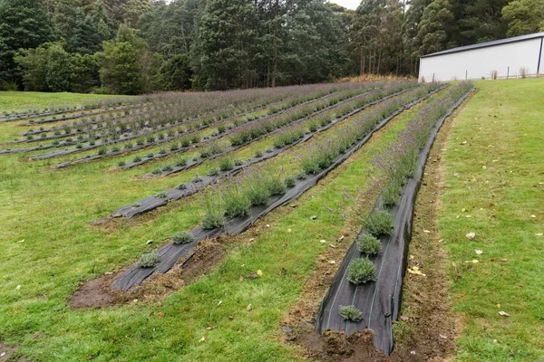 Port Arthur Lavender Farm (9)