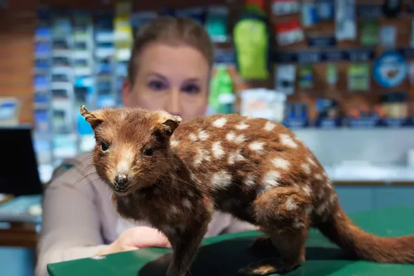 Quoll