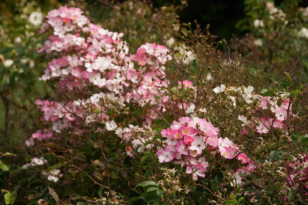 Royal Tasmanian Botanic Gardens (3)