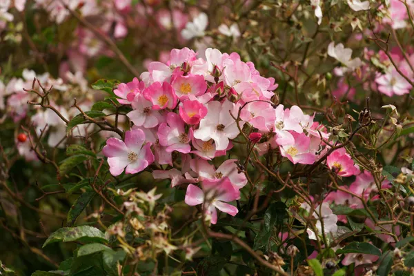 Royal Tasmanian Botanic Gardens (4)