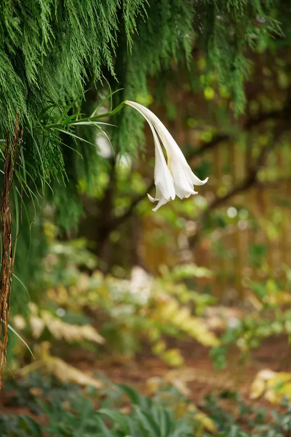 Royal Tasmanian Botanic Gardens (5)