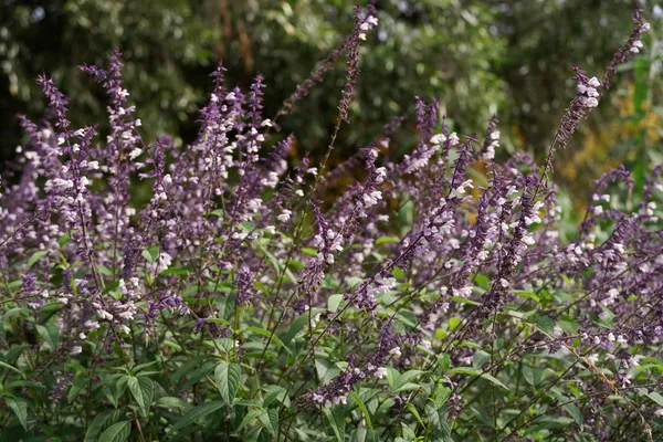 Salvia