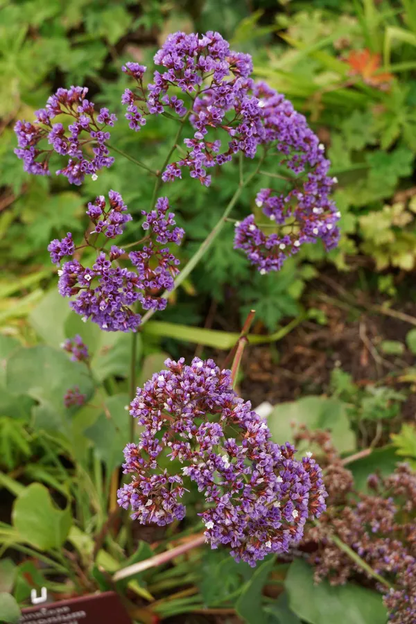 Scabiosa columbaria (1)