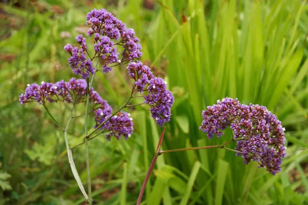 Scabiosa columbaria