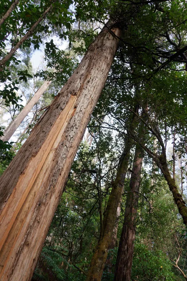 Stringybark