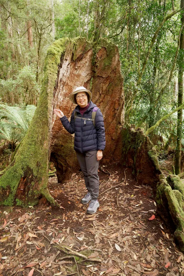 Stump (7)