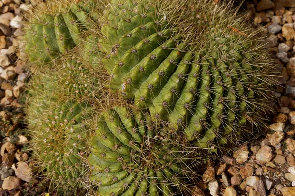 Succulent garden (1)