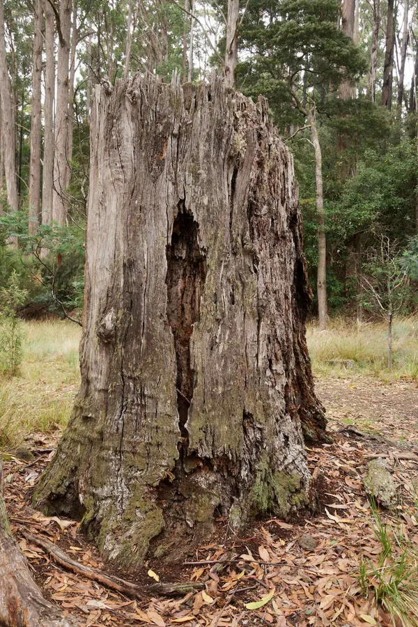 Swamp gum (1)