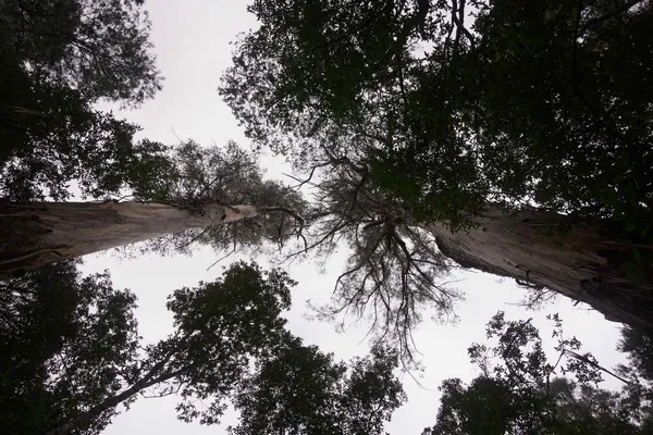 Swamp gum (2)