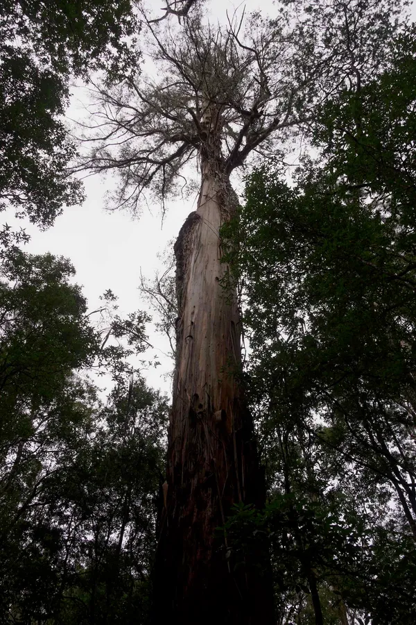 Swamp gum (3)