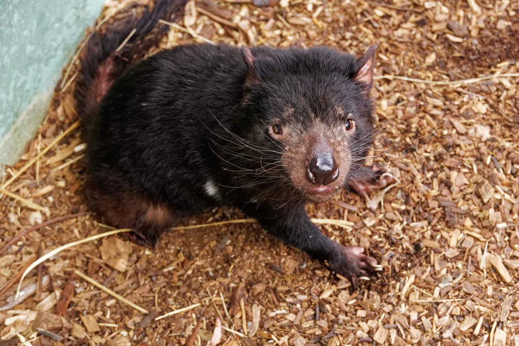 Day 4: Bonorong Wildlife Sanctuary