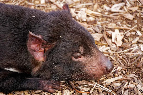 Tasmanian devil (5)