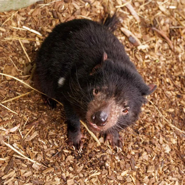 Tasmanian devil