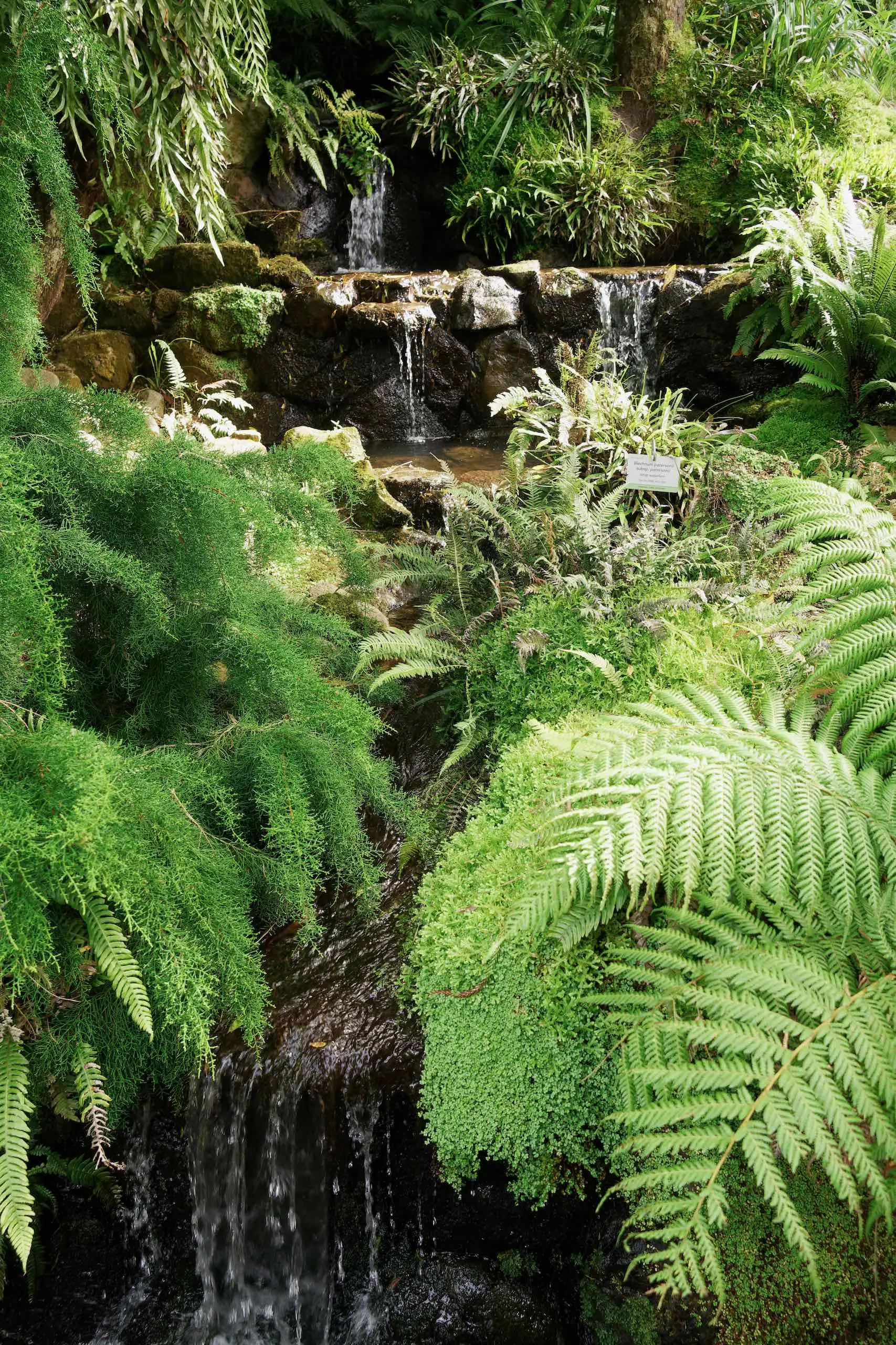 Tasmanian Plant Collection