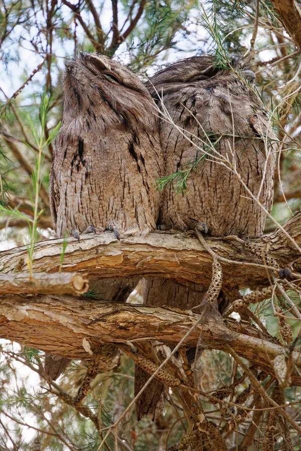 Tawny frogmouths