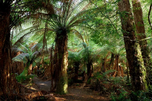 Treefern (1)