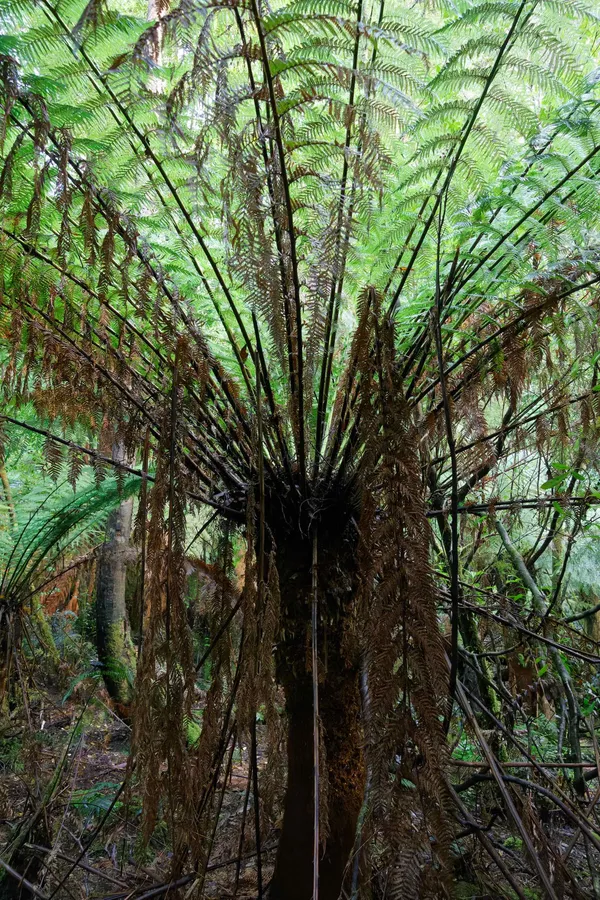 Treefern