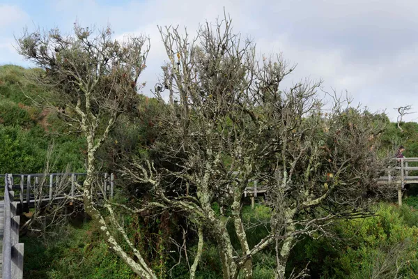 Truganini Lookout (23)