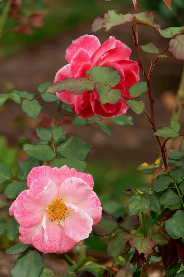 University Rose Gardens (11)