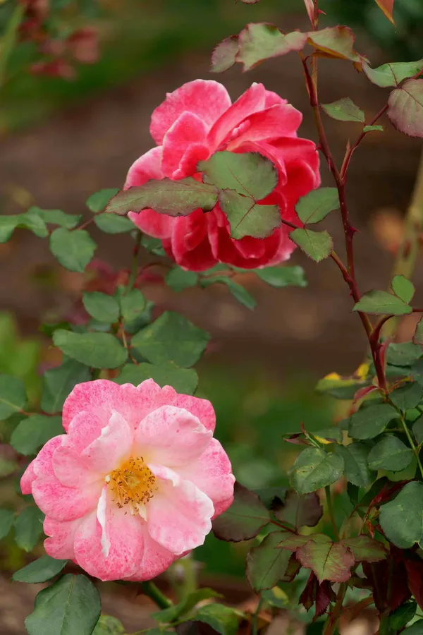 University Rose Gardens (11)