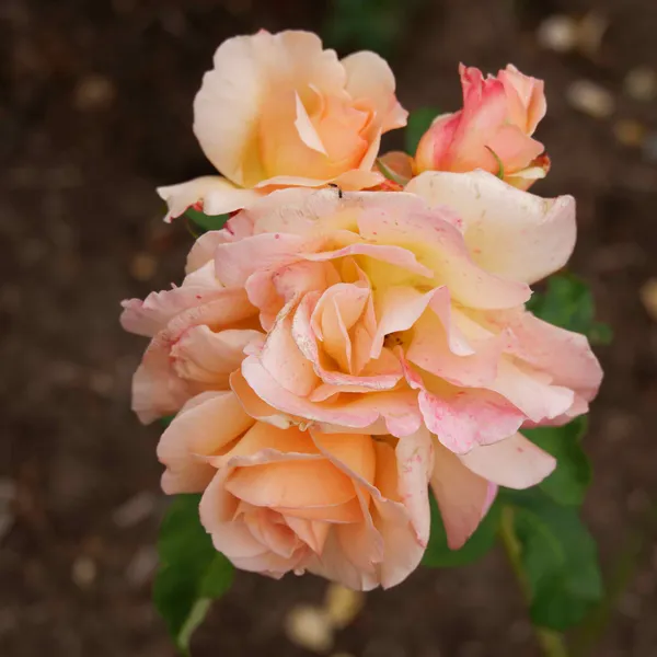 University Rose Gardens (13)