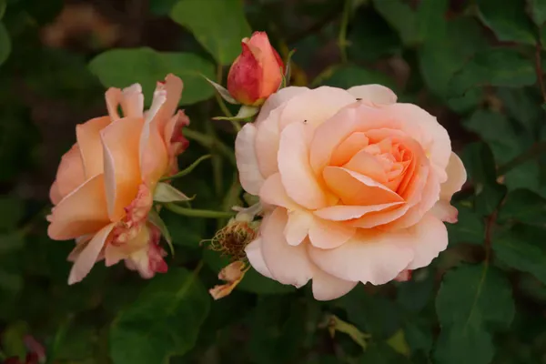 University Rose Gardens (14)