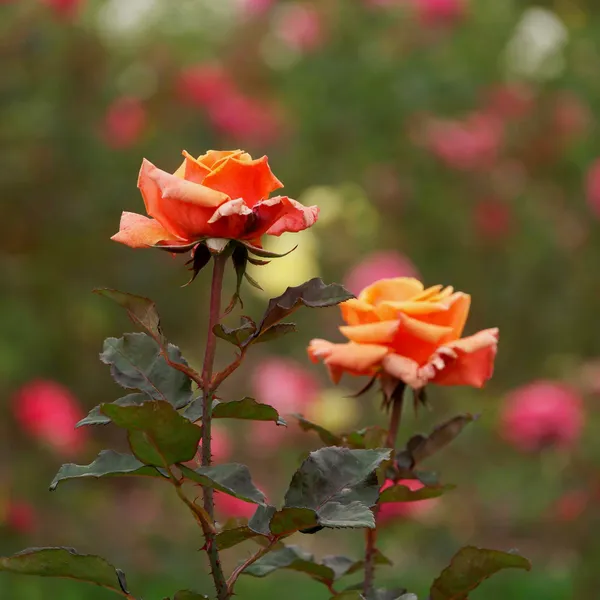 University Rose Gardens (15)