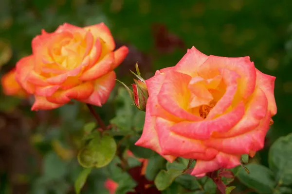 University Rose Gardens (4)