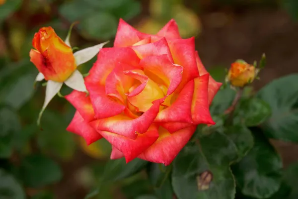 University Rose Gardens (7)