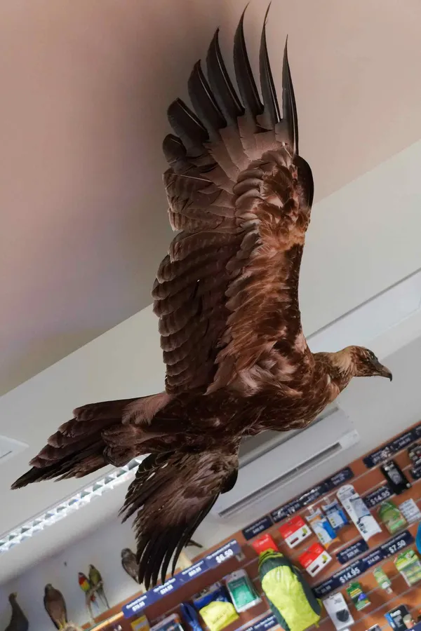 Wedge tailed eagle