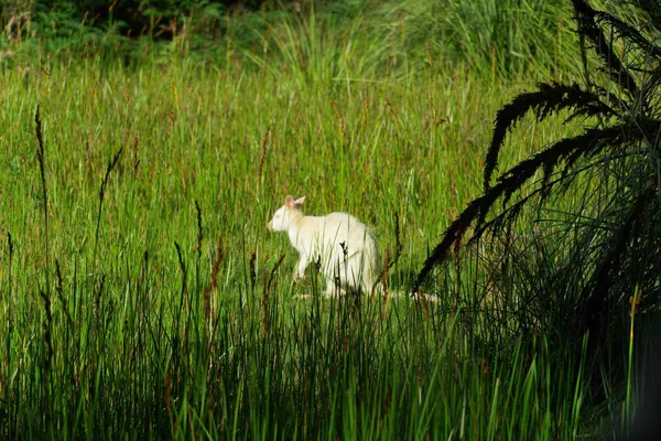 White wallaby