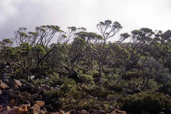 kunanyi Mt Wellington (5)