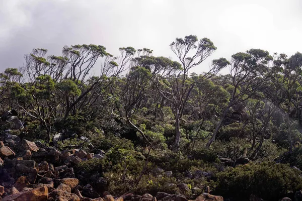 kunanyi Mt Wellington (5)