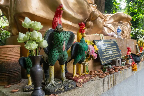 008_Roosters