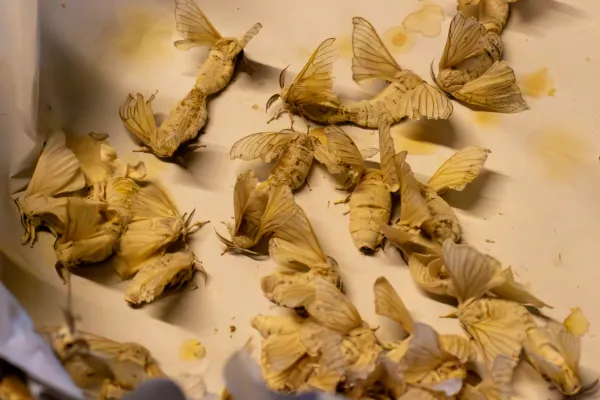 10_Silkworms