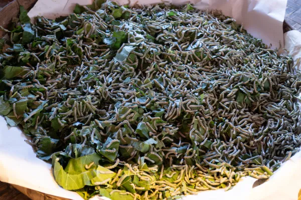 11_Silkworms