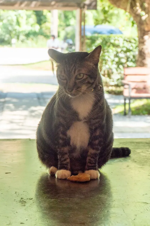 12_Cat